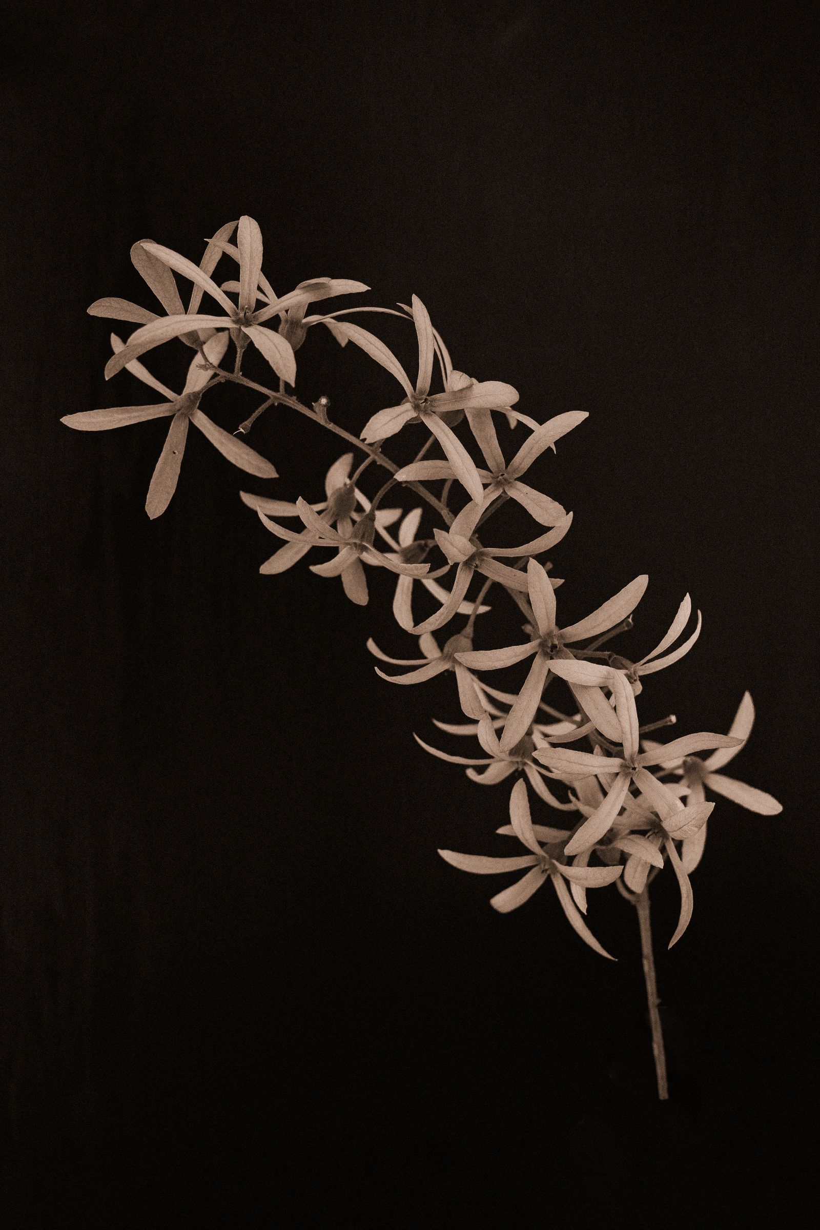 Bali Flower Portraits - Maria Fynsk Norup